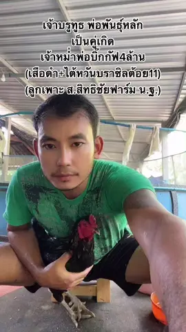 🐓เจ้าบรูทูธ พ่อพันธุ์หลัก      เป็นคู่เกิด🐓เจ้าหม่ำพ่อบิ๊กกัฟ4ล้าน👉(เสือดำ+ไต้หวันบราซิลต้อย11)👉(ลูกเพาะ ส.สิทธิชัยฟาร์ม น.ฐ.)