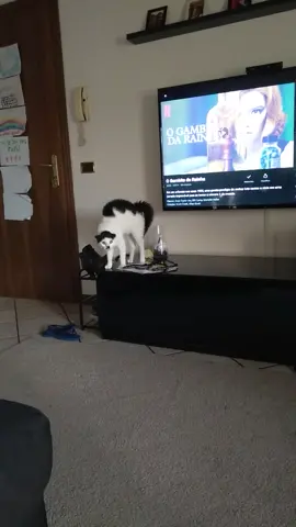 #petsoftikok #funnycats #cats #catsoftiktok #catlover #gatto #angrycat #weirdcat #funnycat #lovecats