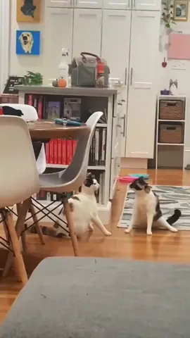 one. two .three .#greenscreenvideo #catlover #Funny #camera #tiktokcats #fyp #funnyvideos #kitty #cats #lovely