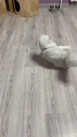 #кот#котик#котэ#котейка#ржака#ржачныйкот#смешно#смешнойкот#смешнодослез#смешноймомент#прикол#приколы#приколысживотными#приколыскотами#приколысмешные