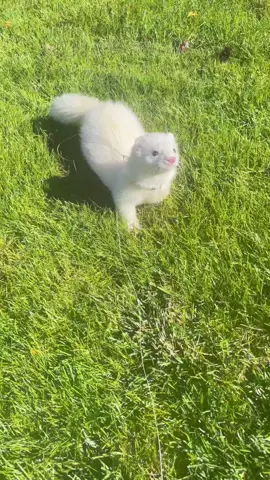 long white boi ☺️ #ferret#naturelover