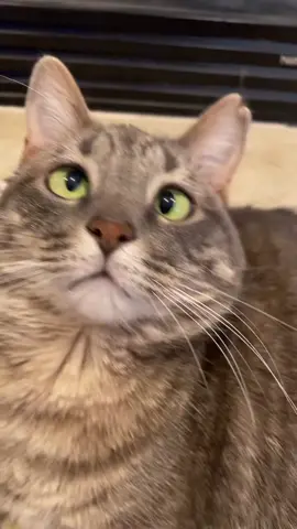 Explaining Diz #qanda #fyp #foryou #foryoupage #cat #crosseyed #crosseyedcat