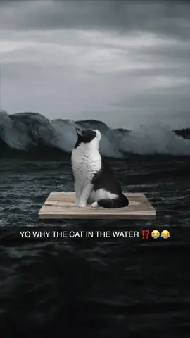 the story of unsinkable sam!!! tiktok there is no hate speech in this video, this is all factual and about a silly cat #DidYouKnow #facts #worldwar2