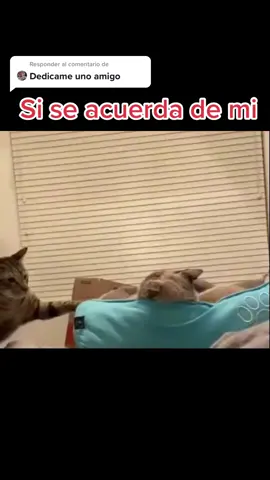 Responder a @noeltherock #parati #viral #fypシ si se acuerda de mi