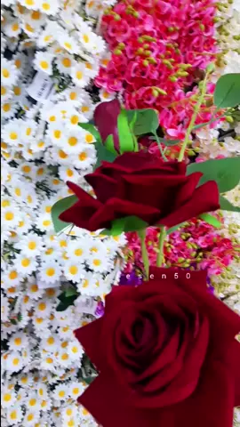 #صباح_الخير_والسعادة #صباحكم_أحلى_صباح #صباحياتي🌸🎼 #حالات صباحية#🥰🌺 #متابعه_ولايك_واكسبلور