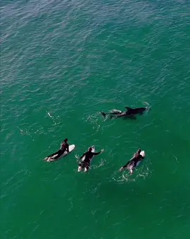 #ridewithme #dolphins ♥️♥️#Love