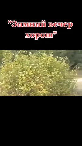 Владимир Белоглазов ( г. Липецк )#липецк #играйгармонь