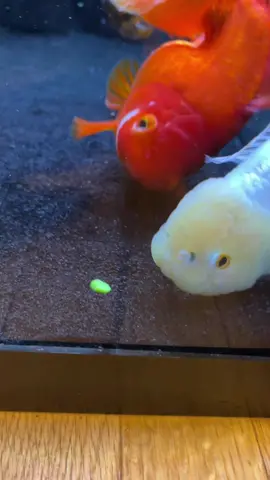 You’ve seen Brad vs. Bubba, now watch Joelle Vs. Olivia #fish #goldfish #joelle #olivia #pea
