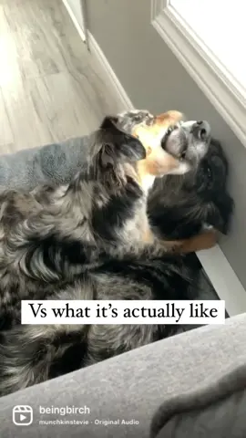 Who can relate 😅 #fyp #xyzbca #miniaussie #bordercollie #Siblings #littlesister