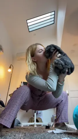 Since the people wanted more Blue. He’s deaf so he had no clue why I was dancing. #fyp #bunny #babybunny #rabbit #hollandlop #foryoupage #pet #foryou