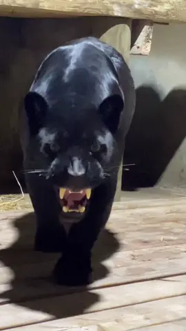 😈💀 #panther#blackpanther#blackjaguar