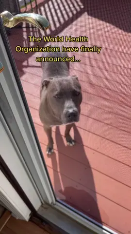 It’s about time! #wholetthedogsout #dog #foryoupage #badjokes #fyp #pittiesoftiktok #dogsofttiktok #foryourpage  #rescue #fypシ #rescuedog #covid19
