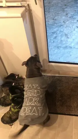 Ever seen a flying Staffy?!