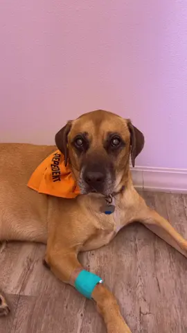 Ruckus before and after his cataract surgery #fyp #vettech #vetmed #cataract #surgery #dogsofttiktok #furbabies