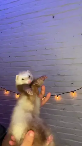 Try not to laugh with!