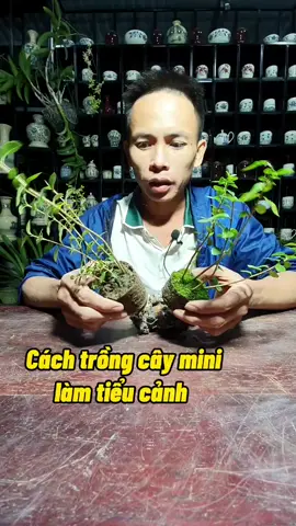 Cách Trồng cây mini #namxelan90 #vmm #caymini #caycanh #trongcay #caybonsai
