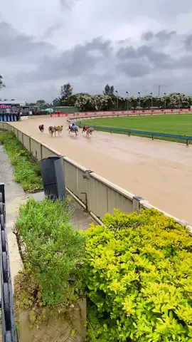 Up close and personal to witness poetry in motion 💫 #greyhoundracing #greyhound #poetryinmotion #racing #Love #majestic #greyhoundrunning #slowmotion #athletes