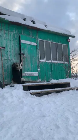 #dog #собака #smartdog #умнаясобака #lovedog #люблюсобак🐾