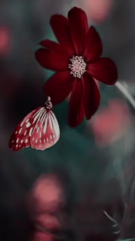 يسعد صباح اللي طرا من  بدري #MOTFqualitypicks #تصميمي_اقتباساتي #شيلات_روعه_خواطر_ذوق #اكسبلورexplore❥