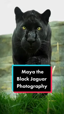 Black Jaguar Photography! Comment your fave! 📸 #blackjaguar #fyp #photography #wildlife #wildlifephotography
