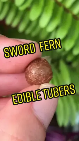 Since I’ve been on the topic of ferns 💚 #wildedibles #wildedibleplants #fernplant #invasivespecies #floridaoutdoors #ferntok #PlantTok #wildharvest