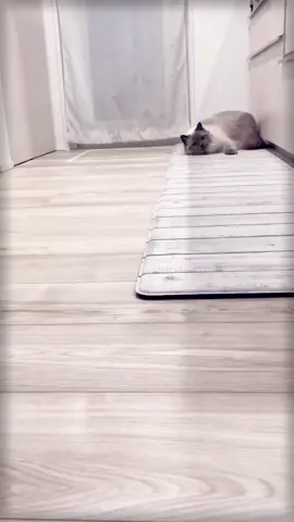 #pet #cat #hamster #funny