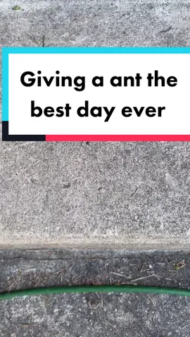 Giving a Ant the best day ever #fyp #ants #ant #antwar #foryou #bugs #bug #meme #letsgo #antony #billytheant