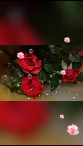 Любимая моя девочка 💞💞💞#доченька #любовь #СберТанцы #svetylua3011