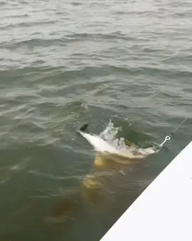 There are some really big fish in the ocean!! #nature #fish #watchout #fishing