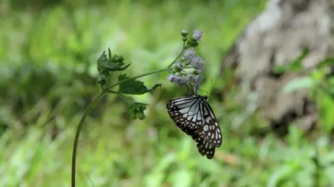 #foryourpage #nature #butterfly #plant #viral #viralvideo #tiktok #tiktokphilippines #video #fly #free #nikon #videoedit #green #wildlife #wildnature