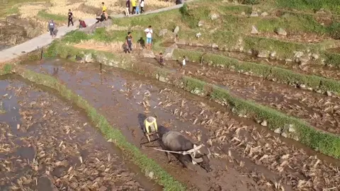 bilo tarakhir sanak mancaliak urang mambajak sawah jo kabau? #fyp #fypgakni #sumbar #payakumbuh #kab50kota #sikabukabu #bumisikabu #minang