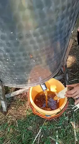 Panen madu ternak (farm honey) #madu #apismelifera #honey #maduasli #madumurni #fyp #fypシ #artbeehoney