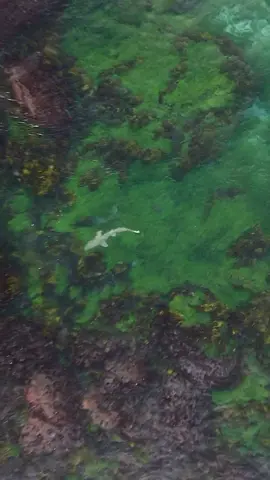 Nelly the #greynurseshark