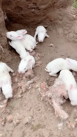 Cẩn cảnh thỏ nhà em đẻ nha #thocon #thocute #thotrang #thoxam #thodecon# #thochoconbu #thomevathocon #xuhuongtiktok #fypシ #foryou