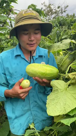 Dưa chuột khổng lồ có ai biết chưa #dua #duachuot #cucumber #thucpham #ancungtiktok #videoviral #learnfromhome #anhnongdanaoxanh