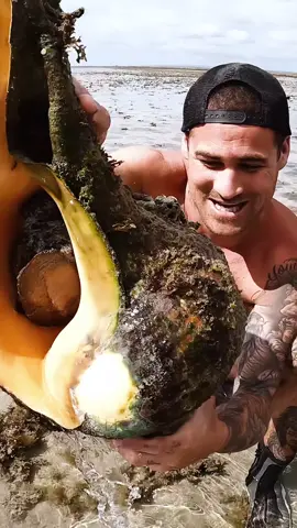 biggest shell I’ve ever seen in my life
