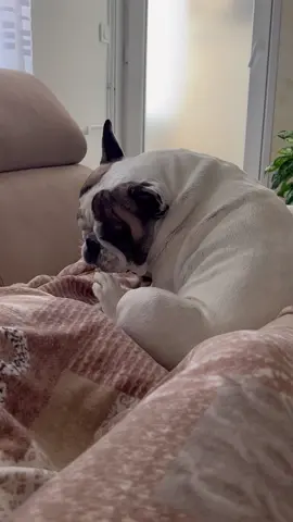 #fyp #foryourpage #doglover #dogs #dogdad