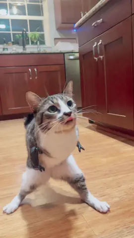 Welcome, to Purrasic Park #fyp #duet #foryou #viral