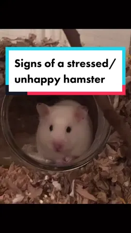 Signs of a stressed/unhappy hamster! #stressedhamster #hamsterfacts #fyp #foryoupage #foryou #fy #hamstercare