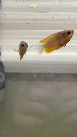 Gourami fish are quite touchy 😂 #gourami #honeygourami #fishtok #aquascape #fishpets #mypetfish #patrickstar #jellyfishconvention