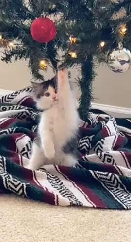 Cat owners tell me your tips and tricks 🥲💀 #catsoftiktok #christmastiktok #christmastree #fyp #ForzaHorizon5GO