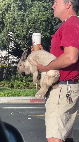I want this rabbits chill...  #california #peoplewatching #funny