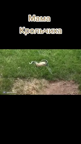 Мама крольчиха.Ютуб канал  Smart Pizza.#удивительныеживотные #необычныеживотные#чудесаприроды#топживотные#удивительныеживотные