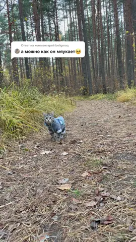 Ответ пользователю @beligmaq #Ligrisko #котенок #мяукает