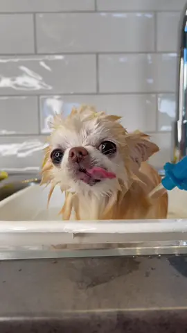 ASMR bath 🛁 #dogbath #dogbathtime #bathdog #chihuahuabathweek #asmrdog