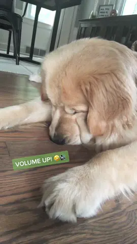 That moment when you learn how to toot with your booper 🤣💨 (Volume up!! 🔊) #sillydog #goldenretriever #doggosdoingthings #ForzaHorizon5GO