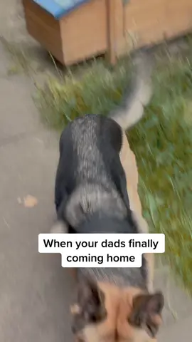 Papas home coming #soldier #Home #soldiercominghome #gsd #dog #dogs #fyp  #military #militaryhomecoming #militarylife #germanshepherd