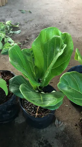 Bàng Singapore cây kiểng caykiengsadec