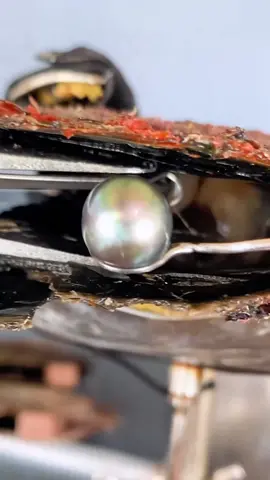 Outrageously beautiful pearl from this oyster 😍