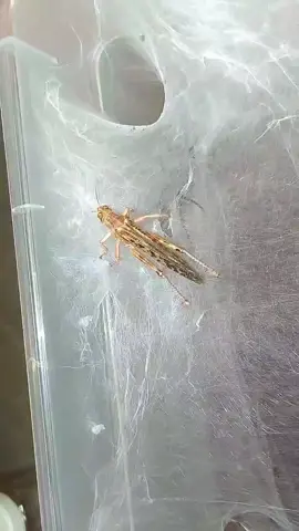 linothele sericata #tarantula #tarantulafeeding #spider #linothele